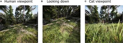 Looking for Image Statistics: Active Vision With Avatars in a Naturalistic Virtual Environment